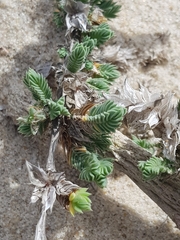 Crucianella maritima
