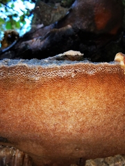 Phellinus nigricans
