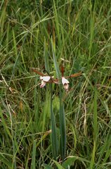 Cleistesiopsis bifaria