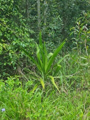 Crinum pedunculatum