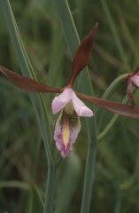 Cleistesiopsis bifaria