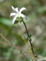 Wahlenbergia tenella