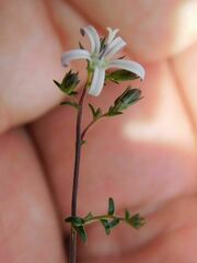 Wahlenbergia tenella