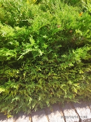 Platycladus orientalis