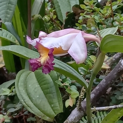 Sobralia