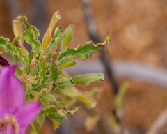 Alstroemeria violacea