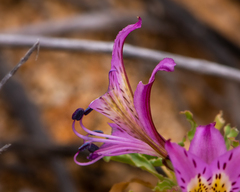Alstroemeria violacea