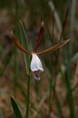 Cleistesiopsis oricamporum