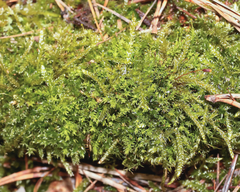 Aulacomnium androgynum