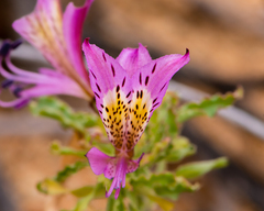 Alstroemeria violacea