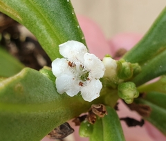 Myoporum