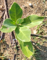 Calotropis