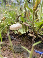 Agrocybe