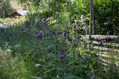 Cirsium heterophyllum