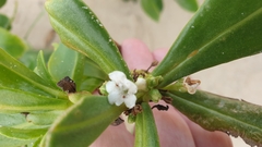 Myoporum