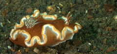 Glossodoris rufomarginata