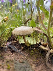 Agrocybe