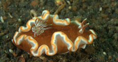 Glossodoris rufomarginata