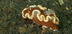 Glossodoris rufomarginata