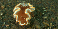Glossodoris rufomarginata
