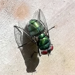 Chrysomya rufifacies