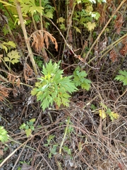 Artemisia vulgaris