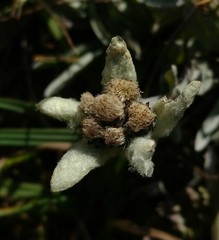 Leontopodium ochroleucum