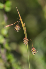 Carex magellanica