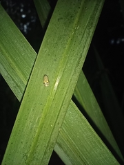 Psyllobora vigintiduopunctata