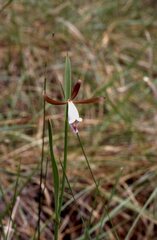 Cleistesiopsis oricamporum