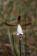 Cleistesiopsis oricamporum