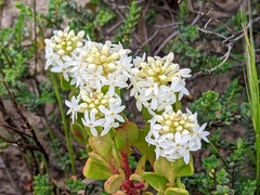 Stackhousia spathulata