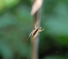 Uloborus