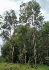 Eucalyptus tereticornis