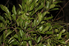 Denhamia disperma
