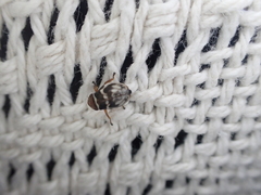 Bathyllus albicinctus