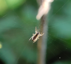 Uloborus