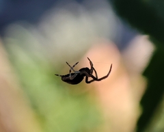 Uloborus