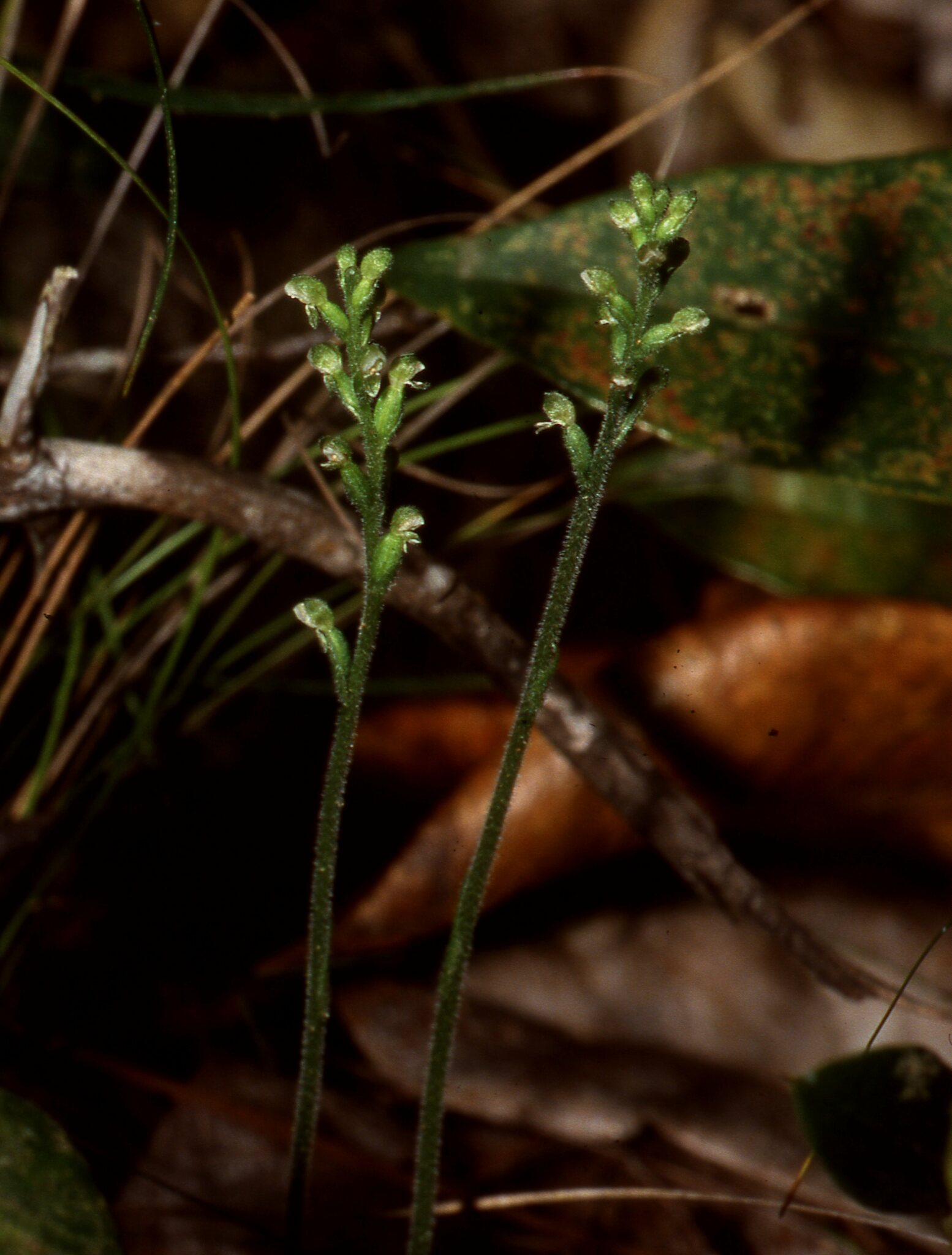Cranichis ricartii