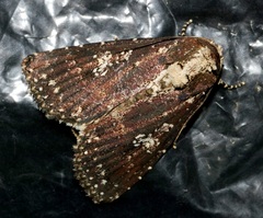 Condica albigutta