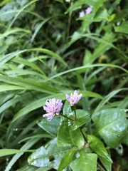 Persicaria runcinata