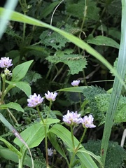 Persicaria runcinata
