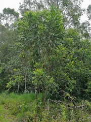 Glochidion ferdinandi