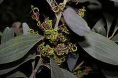 Juliflorae