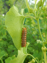 Zerynthia polyxena