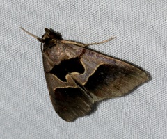 Crithote pallivaga