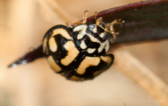 Declivitata bohemani