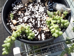 Sedum burrito