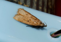 Dichomeris hamulifera