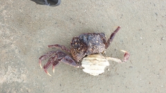 Paragrapsus gaimardii